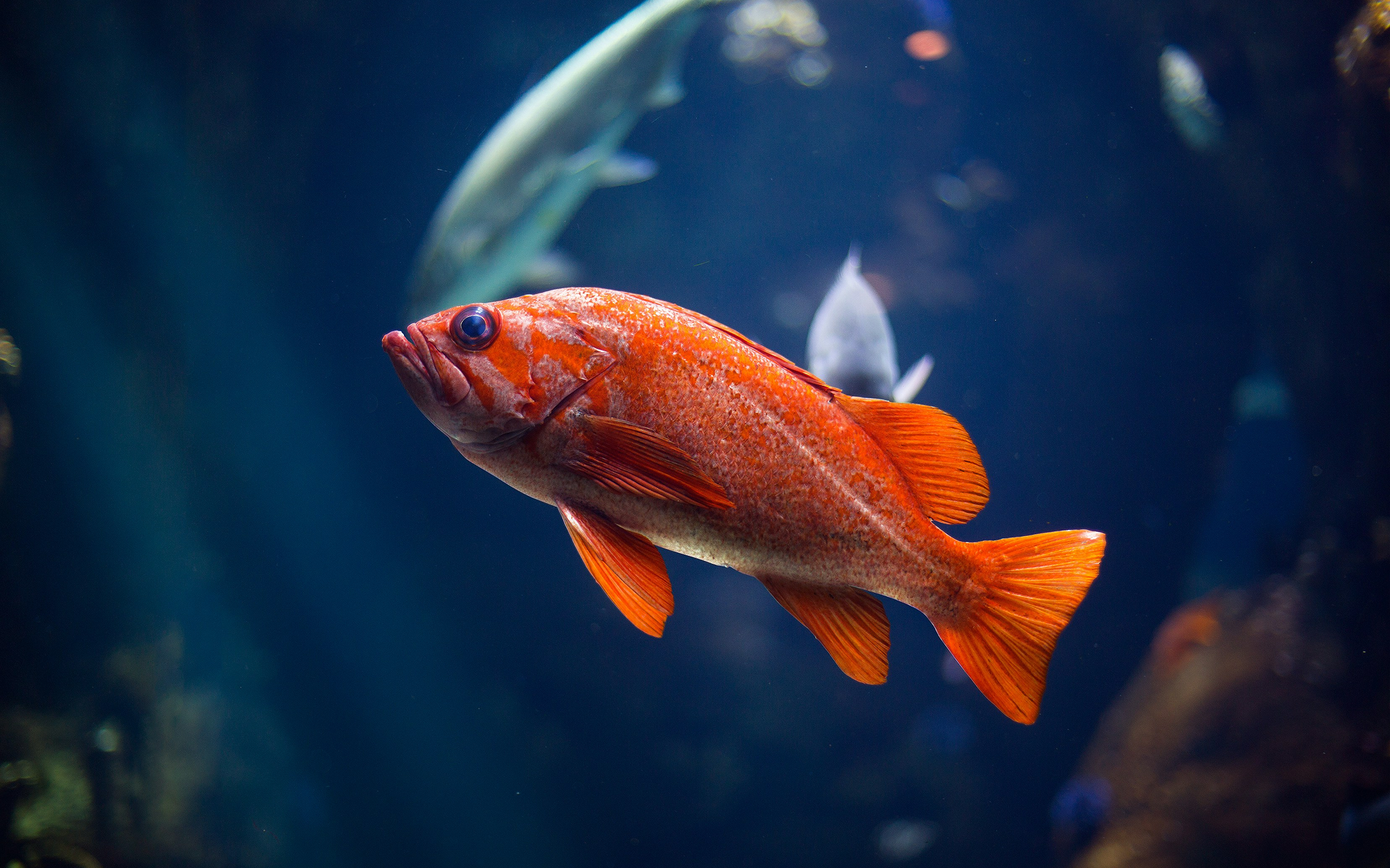 Fish